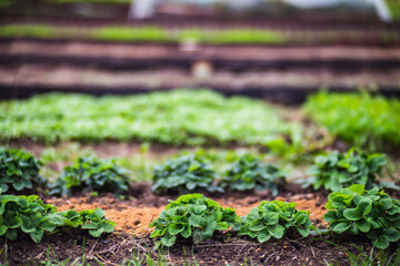 Strawberry planted in soil get ripe under sun. Cultivated land close up with sprout. Agriculture plant growing in bed row. Green natural food crop