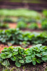 Strawberry planted in soil get ripe under sun. Cultivated land close up with sprout. Agriculture plant growing in bed row. Green natural food crop