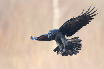 A beautiful flying raven ( Corvus corax ) North Poland Europe