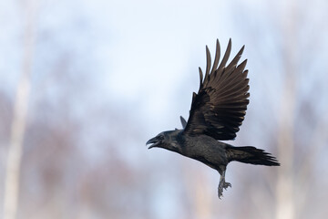 A beautiful flying raven ( Corvus corax ) North Poland Europe