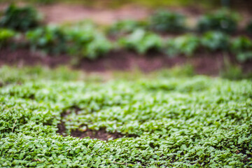 Young crops planted in soil get ripe under sun. Cultivated land close up with sprout. Agriculture plant growing in bed row. Green natural food crop