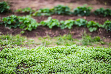 Young crops planted in soil get ripe under sun. Cultivated land close up with sprout. Agriculture plant growing in bed row. Green natural food crop