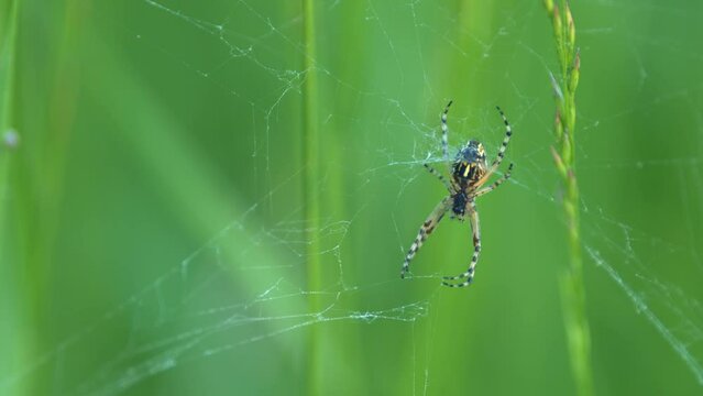 Spider on a green blurred background. Krestovik or araneus, is a genus of araneomorph spiders. Close up.