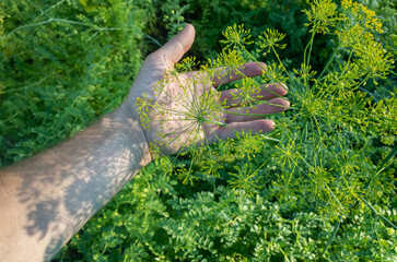 Farmer's hand touches agricultural crops close up. Growing vegetables in the garden. Harvest care and maintenance. Environmentally friendly products