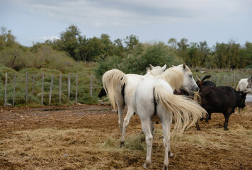 White horses wag their tails. There is a brand on the horse's buttocks. Delta of the Rhone River. Camargue symbols. View from a tourist boat.