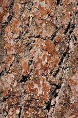 Aging yellow-brown aromatic plated scaly furrowed ridge bark of Pinus Jeffreyi, Pinaceae, native perennial monoecious evergreen tree in the San Gabriel Mountains, Transverse Ranges, Summer.