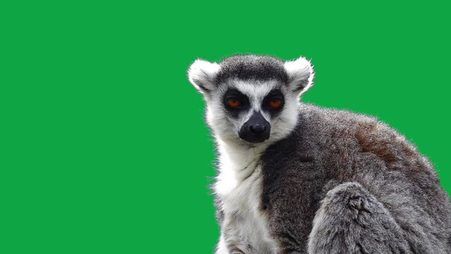ring tailed lemur looking in different directions on a green screen. slow motion