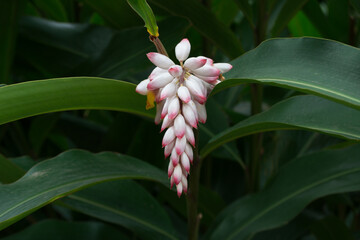 Flower in the form of pink bulbs of Shell Ginger (Alpinia Zerumbet) growing, in the background the leaves of the plant.