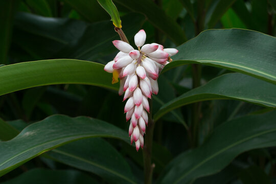 Flower in the form of pink bulbs of Shell Ginger (Alpinia Zerumbet) growing, in the background the leaves of the plant.