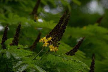 Leaves, seeds and flowers of the sibipiruna tree, also known as sibipiruna (Caesalpinia pluviosa), is a large tree, native to Brazil.