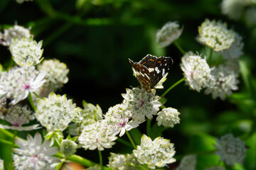 Map butterfly (Araschnia levana) with partially open wings sitting on white flower in Zurich, Switzerland