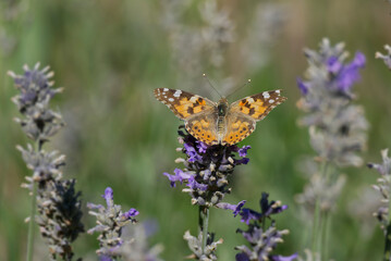 Painted Lady (Vanessa cardui) butterfly perched on lavender in Zurich, Switzerland