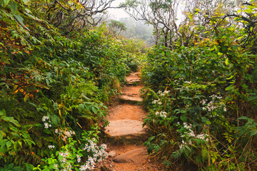 A view up stone steps on the Craggy Gardens Pinnacle Trail in NC in a storybook style.