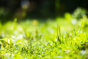 Panoramic background with closeup of forest green plants and grass. Beautiful natural landscape with a blurred background and copyspace