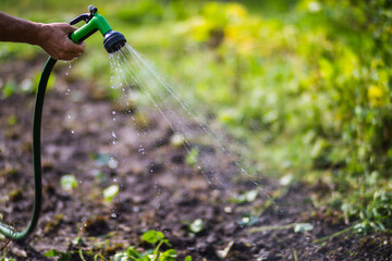 Farmer's hand with garden hose and gun nozzle watering vegetable plants in summer. Gardening concept. Agriculture plants growing in bed row