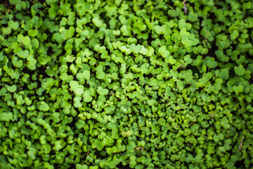 Crops planted in soil get ripe under sun. Cultivated land close up with sprout. Agriculture plant growing in bed row. Green natural food crop