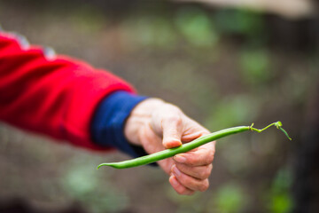 Farmer's hands harvest crop of bean in the garden. Plantation work. Autumn harvest and healthy organic food concept close up with selective focus