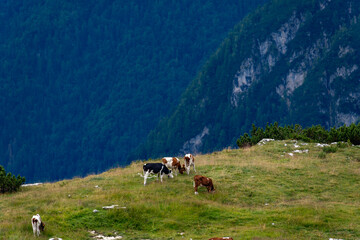 Fototapeta na wymiar cows grazing in the dolomites 
