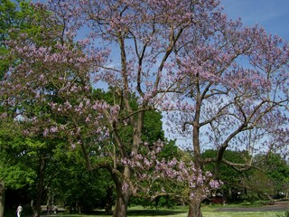 Fototapeta premium Beautiful exotic palisander tree in a park in Bad Nauheim, Hesse, Germany