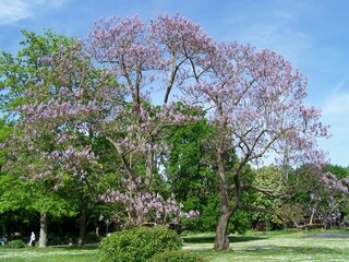 Beautiful exotic palisander tree in a park in Bad Nauheim, Hesse, Germany