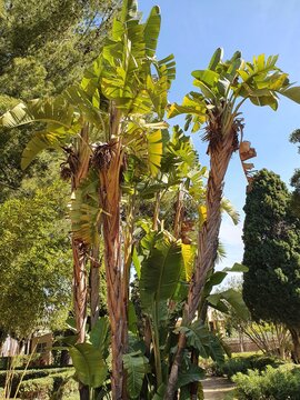 Perennial in Marivent (sea and wind) Park in Palma, Mallorca, Balearic Islands, Spain