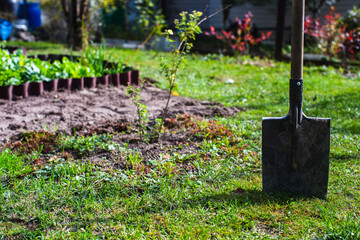 Farmer's garden tool - shovel. Gardening concept. Agricultural work on the plantation