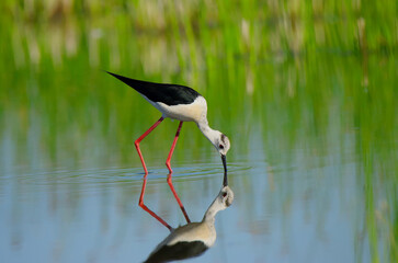 Black winged stilt water bird