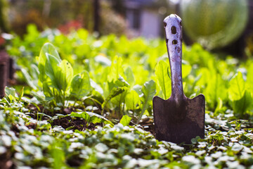 Farmer's garden tool - scoop. Gardening concept. Agricultural work on the plantation
