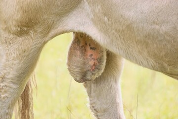 Bull testicles close up - livestock animal body detailed view