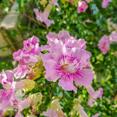 Fleurs en cascade de la vigne trompettes roses, Podranea Ricasoliana	