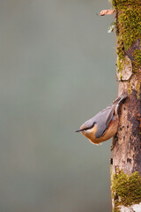 Trepador azul, Sitta europea