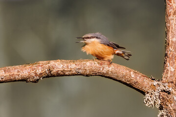 Trepador azul, Sitta europea