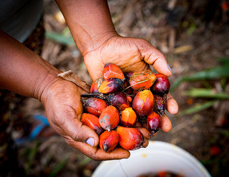 Harvest of Dend&ecirc; - Dend&ecirc; Oil Extraction - South of Bahia | Brazil