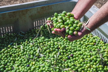 Man holding a handful of Manzanilla olives in hands. Ecological collection of olives in boxes in a rustic house in Seville, Spain. Hands full of harvesting the spanish ingredient for olive oil.