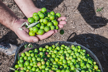 Man holding a handful of Manzanilla aceitunas in his hands. Ecological collection of olive fruit in very large boxes in a greenhouse in Seville, Spain
