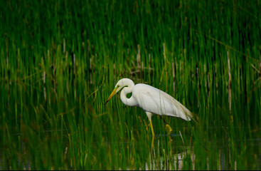 great egret bird