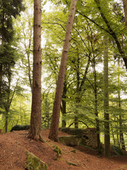 Wanderziel im Bergwald Neubulach, westlich des Nagoldtals zur Ruine Waldeck mit ihren wehrhaften Mauern, führt der Weg über Felder und Wald 