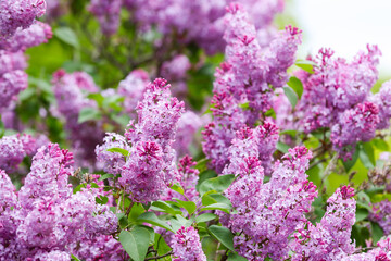 Lilac Bush,  Lilac Flowers