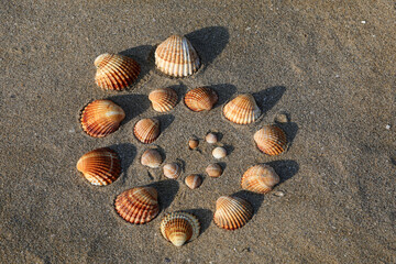 shells of various sizes on the sand of the tropical beach