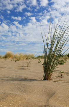 desert landscape with sand dunes and shrubs withered © ChiccoDodiFC