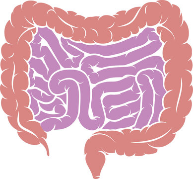 Diagram of Intestine Gut Digestive System