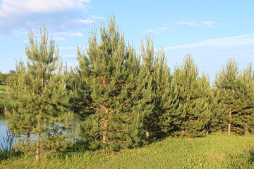landscape with trees
