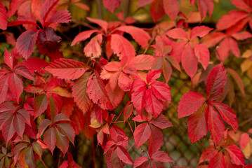 red and yellow leaves background 