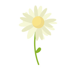 Daisy flower vector background. Chamomile blossom illustration