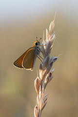 Motyl karłątek na źdźble trawy 
