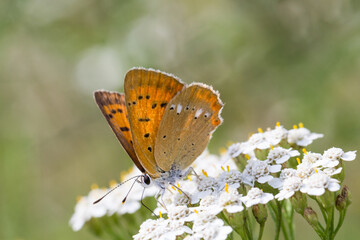 pomarańczowy motyl na białych kwiatach
