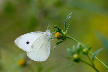 Motyl bielinek na łące