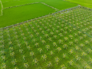 Top down view of dragon fruit field