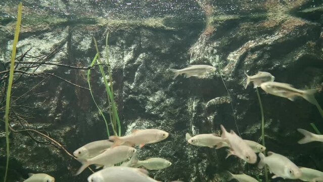 roach rudd are bait fish in clear water