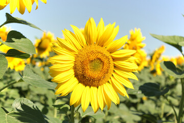 bright sunflower, sunflower field and blue sky 